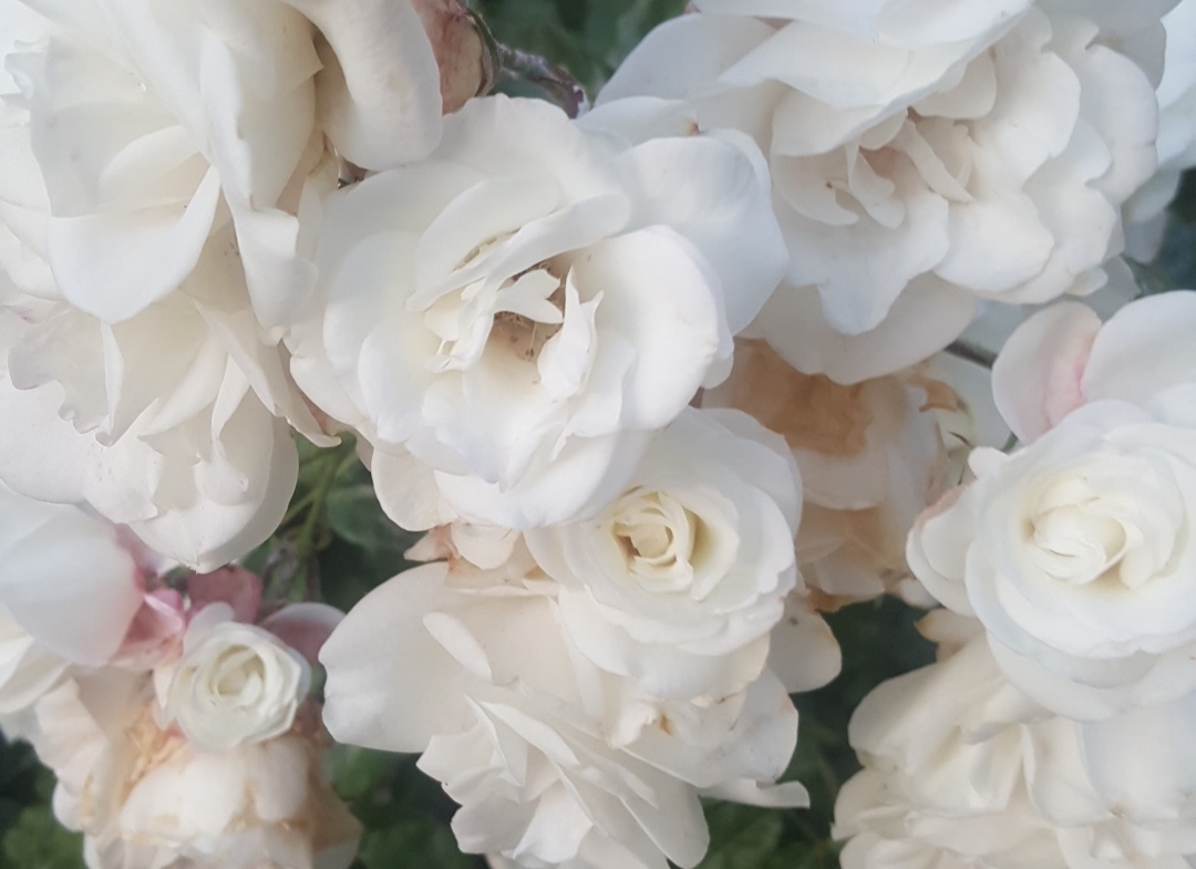 White roses in full bloom with lush green leaves.